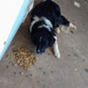 Meet your Posher, Randall